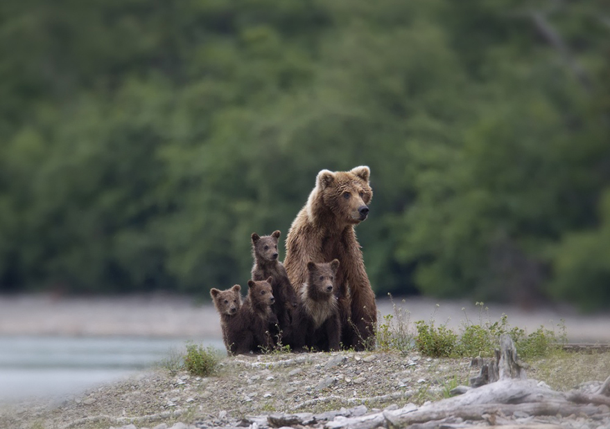 mother-bear-cubs-animal-parenting-8-57e3a1f1e30aa__880