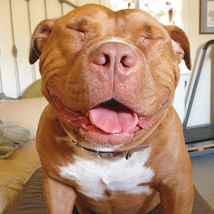 rescued-smiling-pitbull-meaty-13