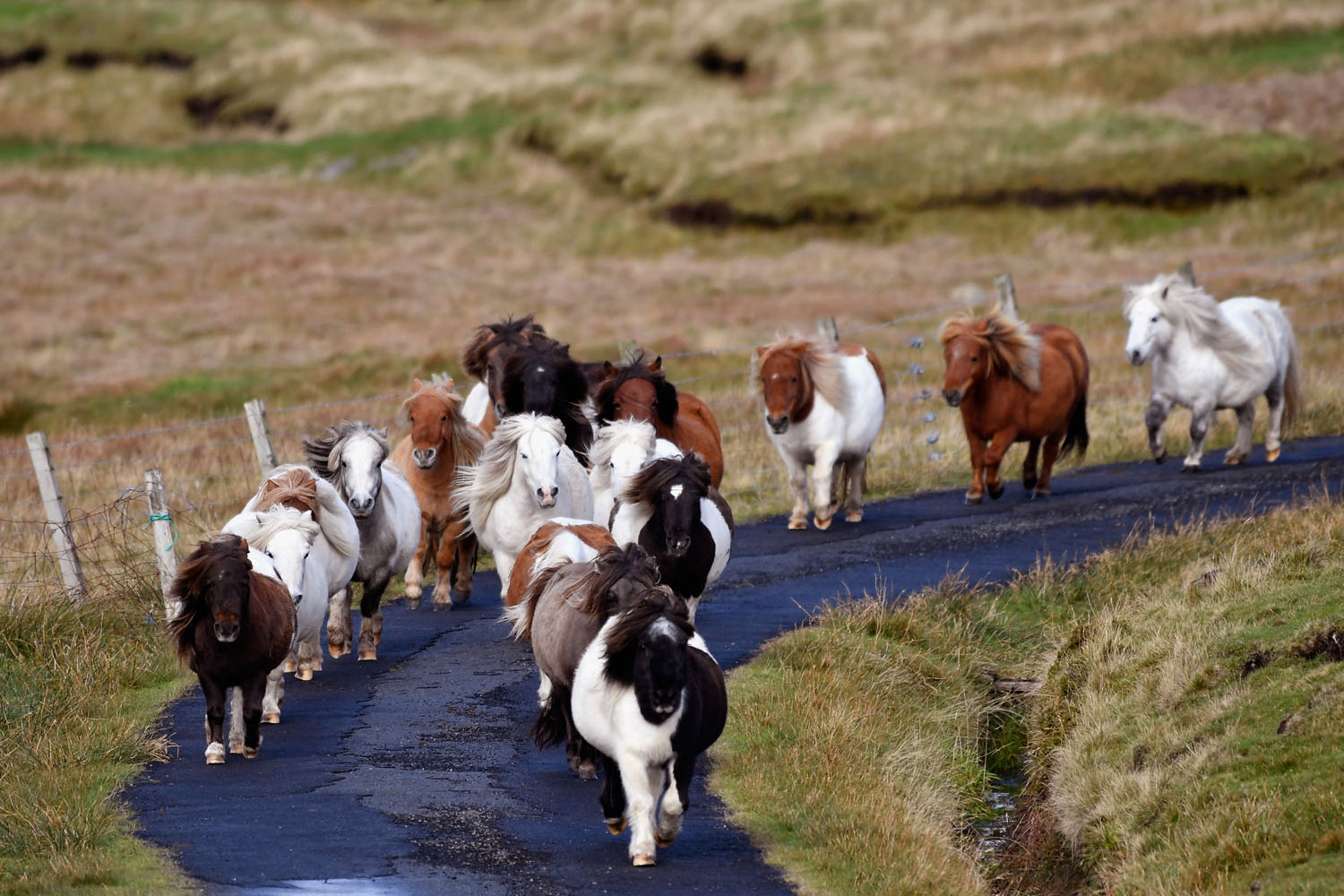 FOULA, SCOTLAND - OCTOBER 01:  Ponies run free on the Island of Foula on October 1, 2016 in Foula, Scotland. Foula is the remotest inhabited island in Great Britain with a current population of thirty people and has been owned since the turn of the 20th century by the Holbourn family.  (Photo by Jeff J Mitchell/Getty Images)