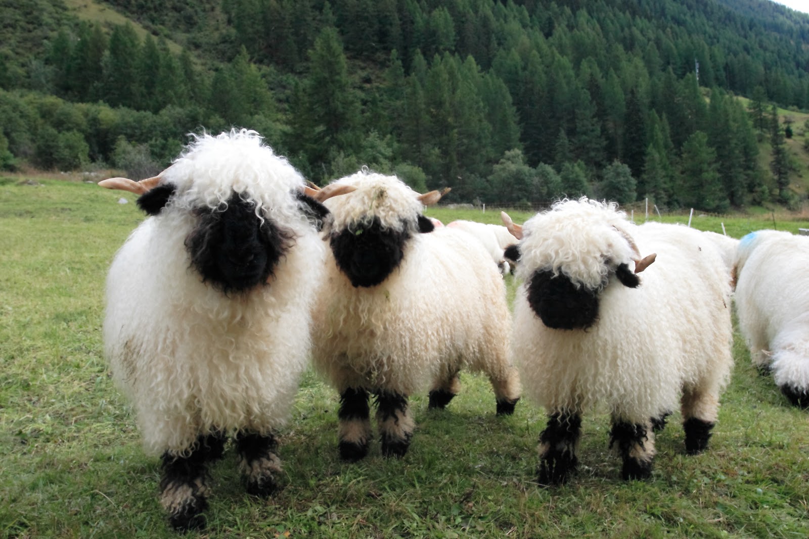 Nehéz eldönteni, hogy aranyosak vagy rémisztőek ezek a bárányok