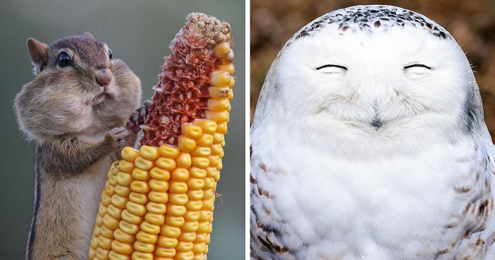 Nevetésre felkészülni: válogattunk 2016 legviccesebb állatfotói közül