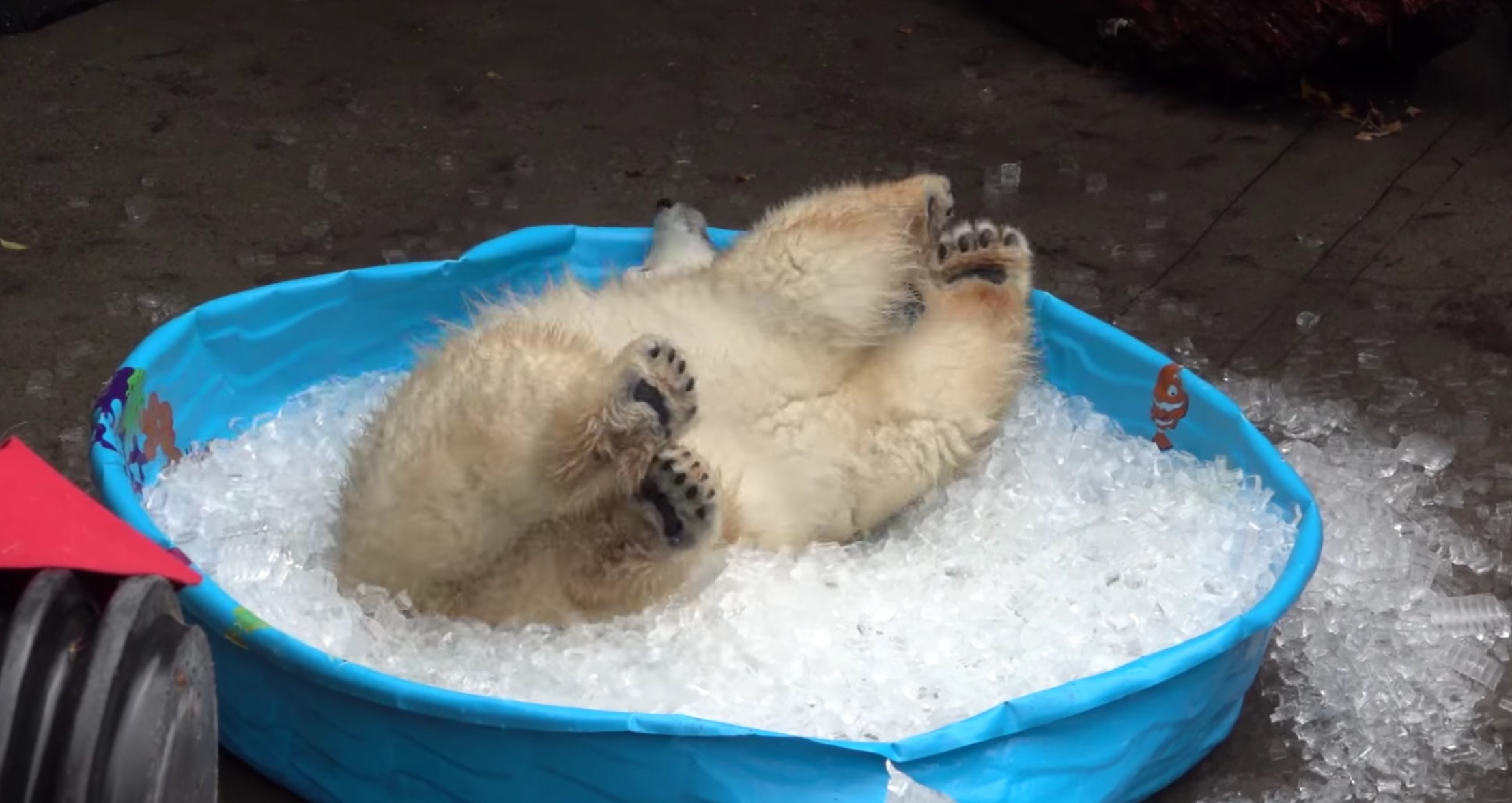 Így játszik a 10 hónapos jegesmedve a jéggel töltött medencében