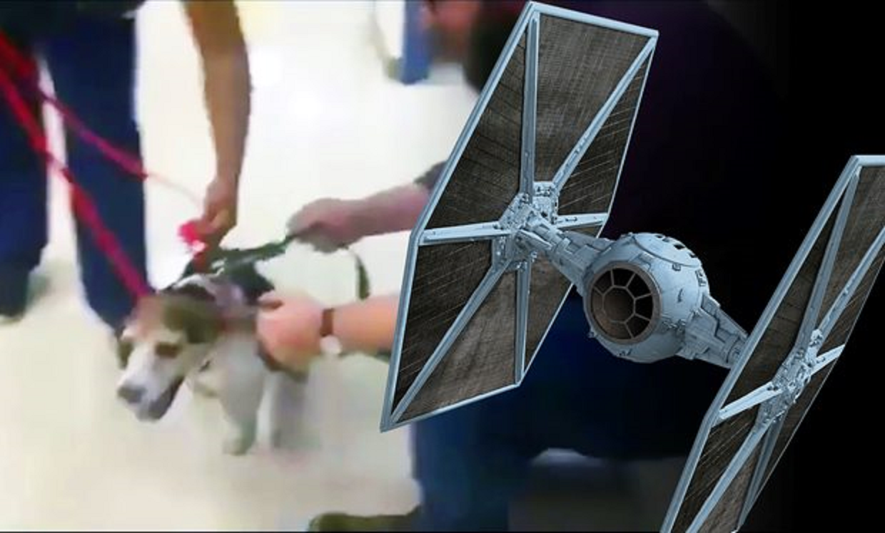 A beagle, aki elmehetne egy TIE vadásznak a Star Warsba