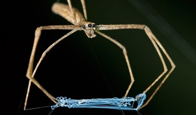 A legbizarrabb külsejű pókfajok