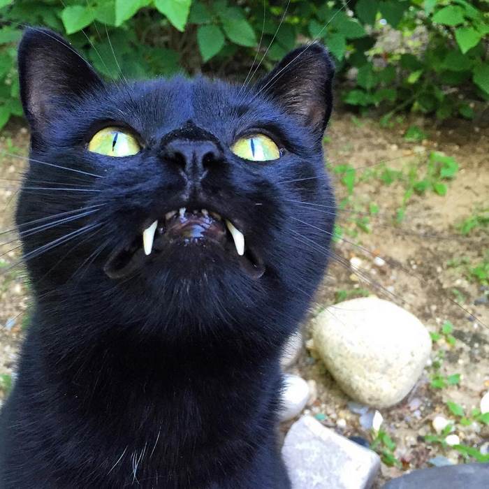 black-cat-vampire-teeth-monkey-15-1
