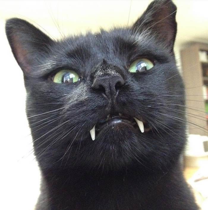 black-cat-vampire-teeth-monkey-18-1