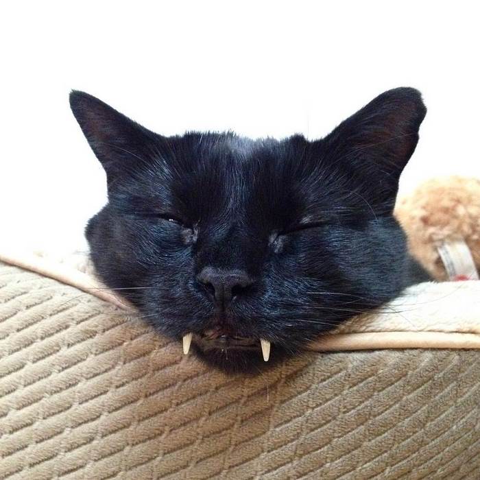 black-cat-vampire-teeth-monkey-4-1