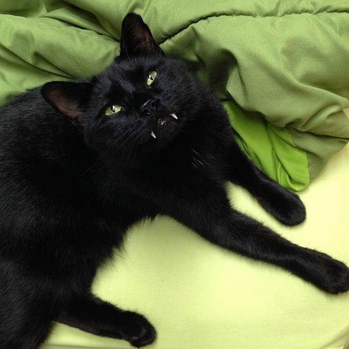 black-cat-vampire-teeth-monkey-6-1