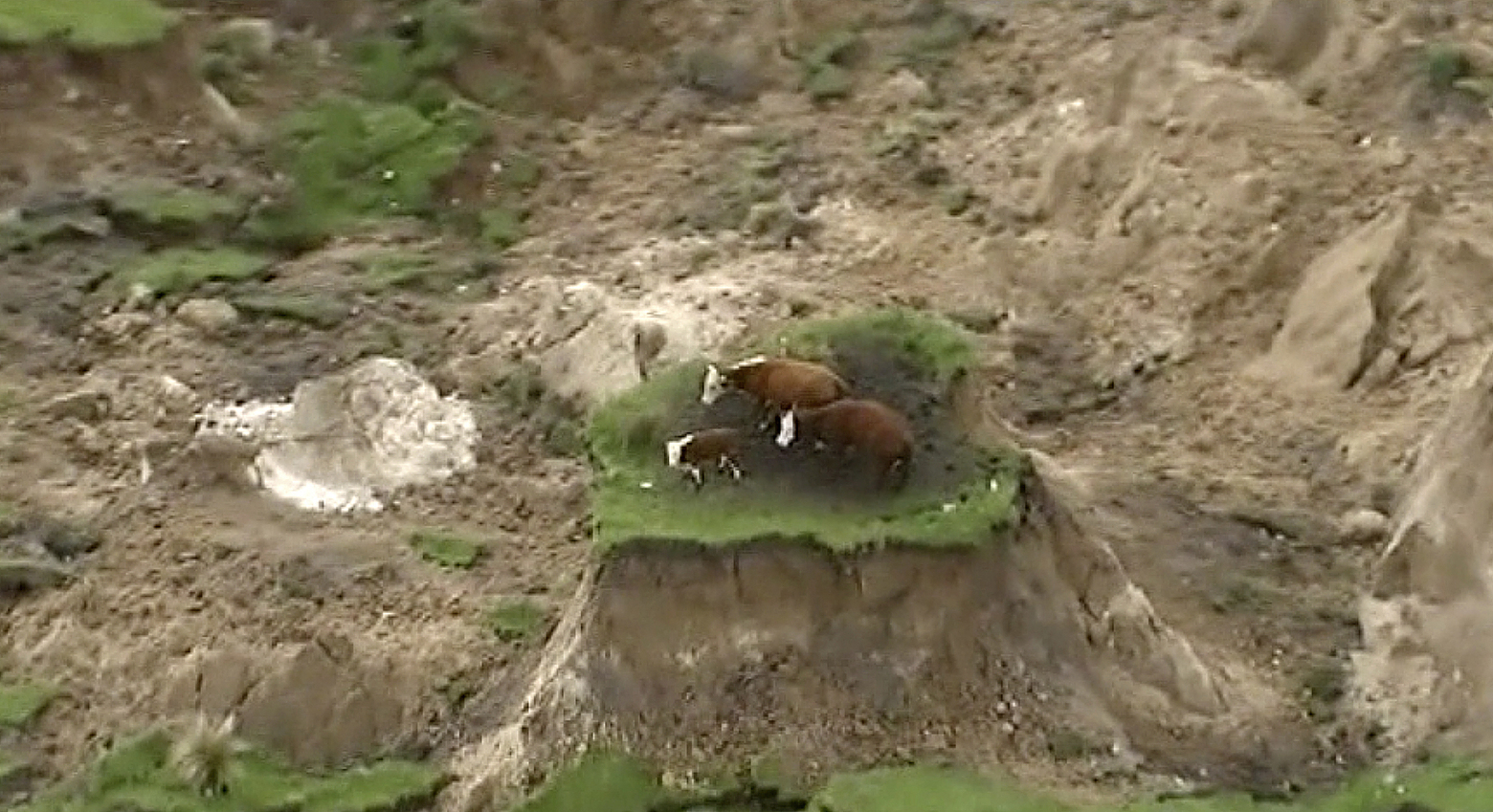Az új-zélandi földrengés elvágott a világtól három tehenet