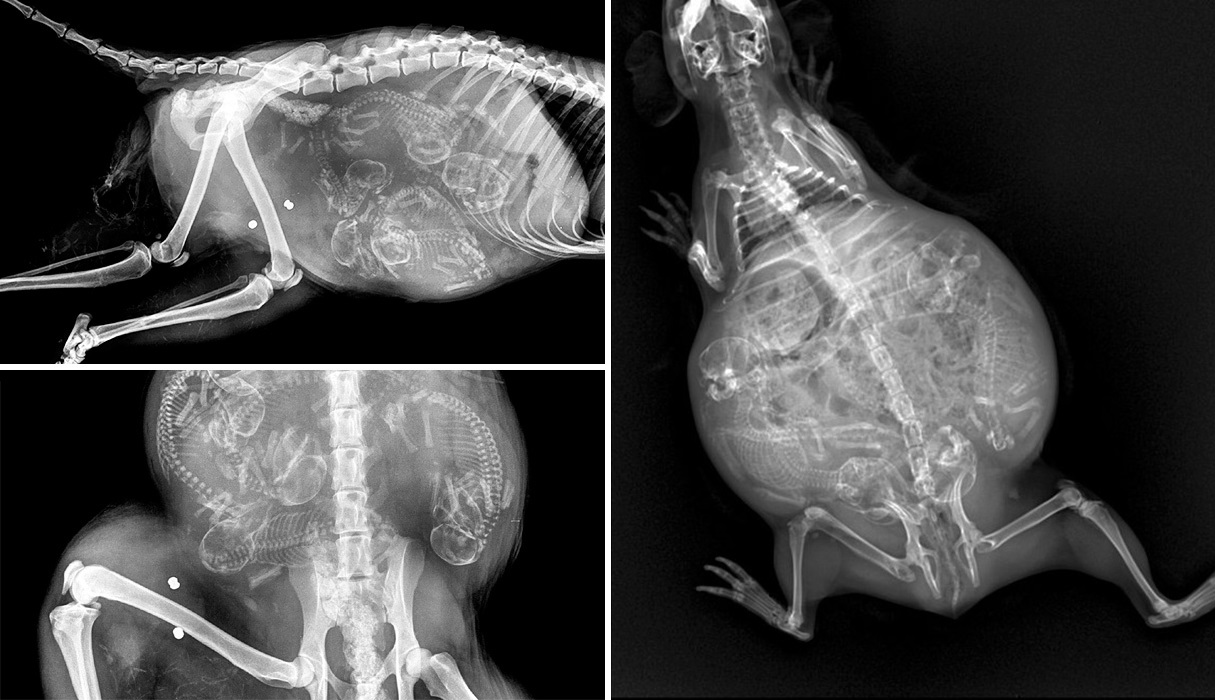 Napi érdekes: így néznek ki a vemhes állatokat röntgen alatt