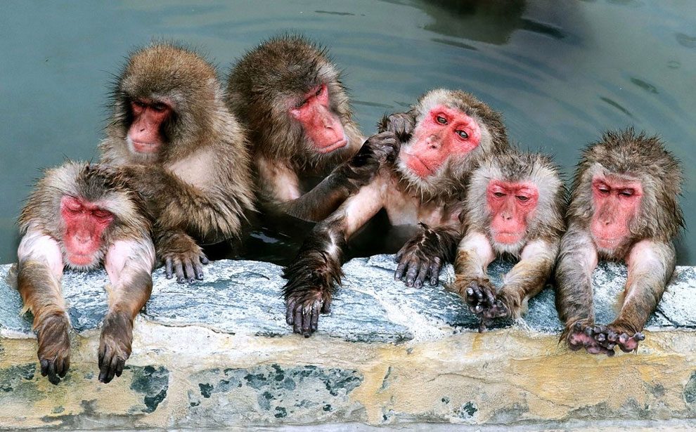 A majmok is szeretik a „wellnesst” – így pihennek a majmok Japánban