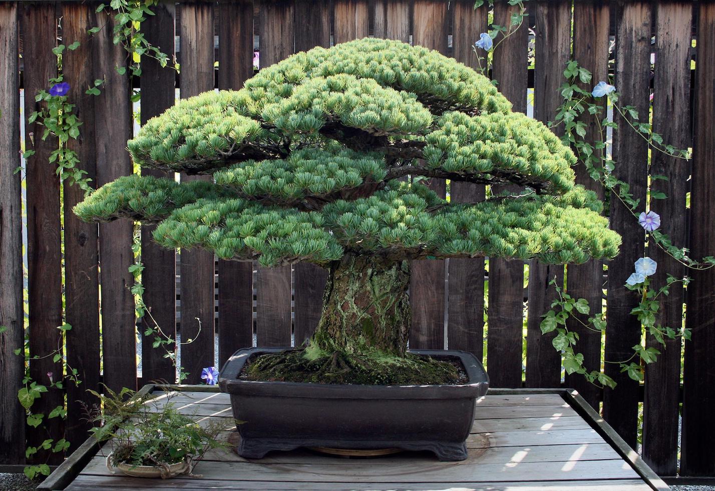 Így néz ki egy 391 éves bonszai ami túlélte Hirosimát
