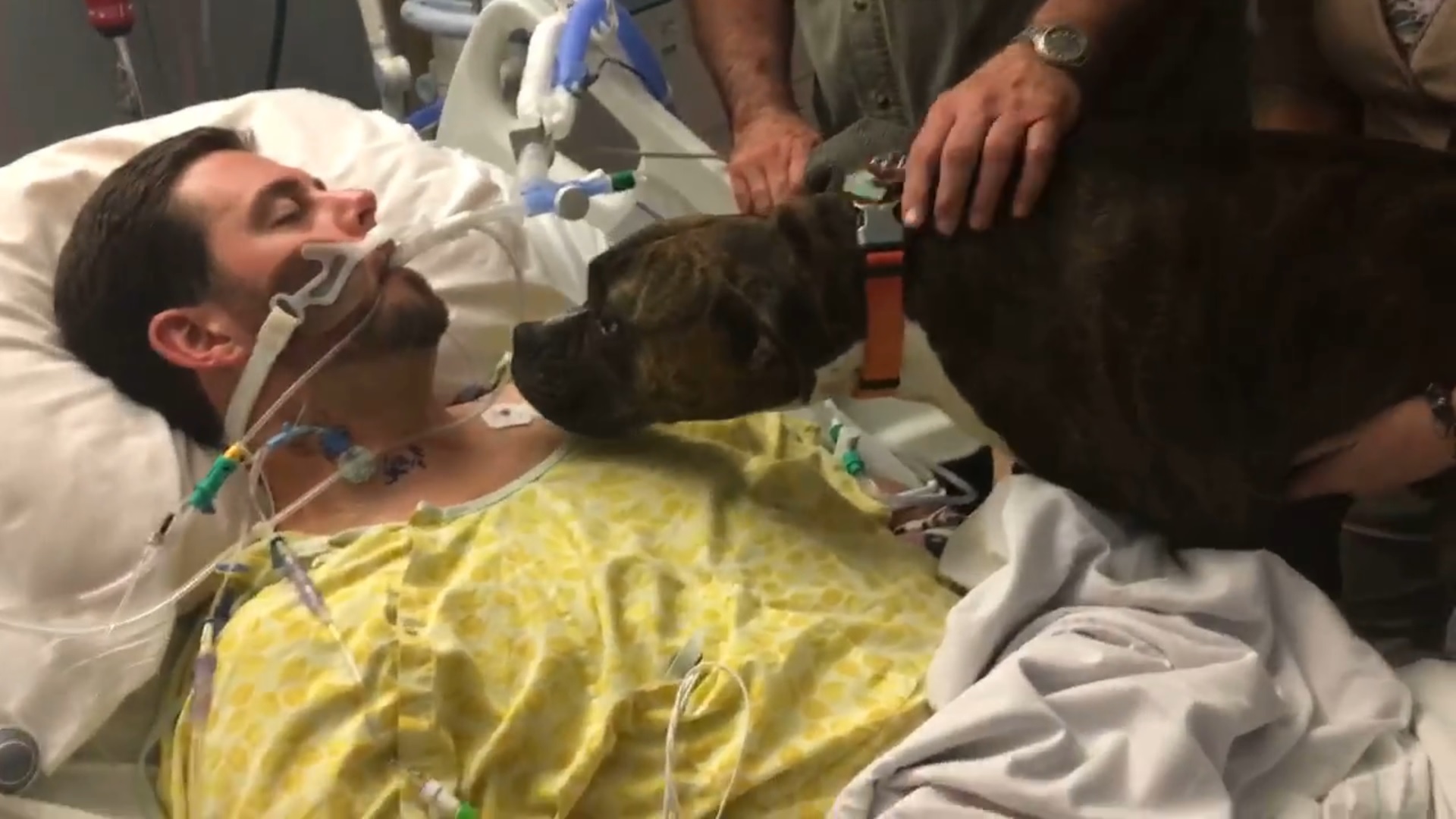 Elbúcsúzhatott a kutya a kórházban elhunyt gazdájától