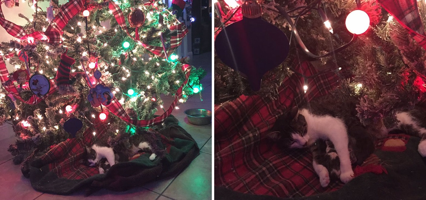 Igazi cukiság! Karácsonyfa alatt ellett meg a macska