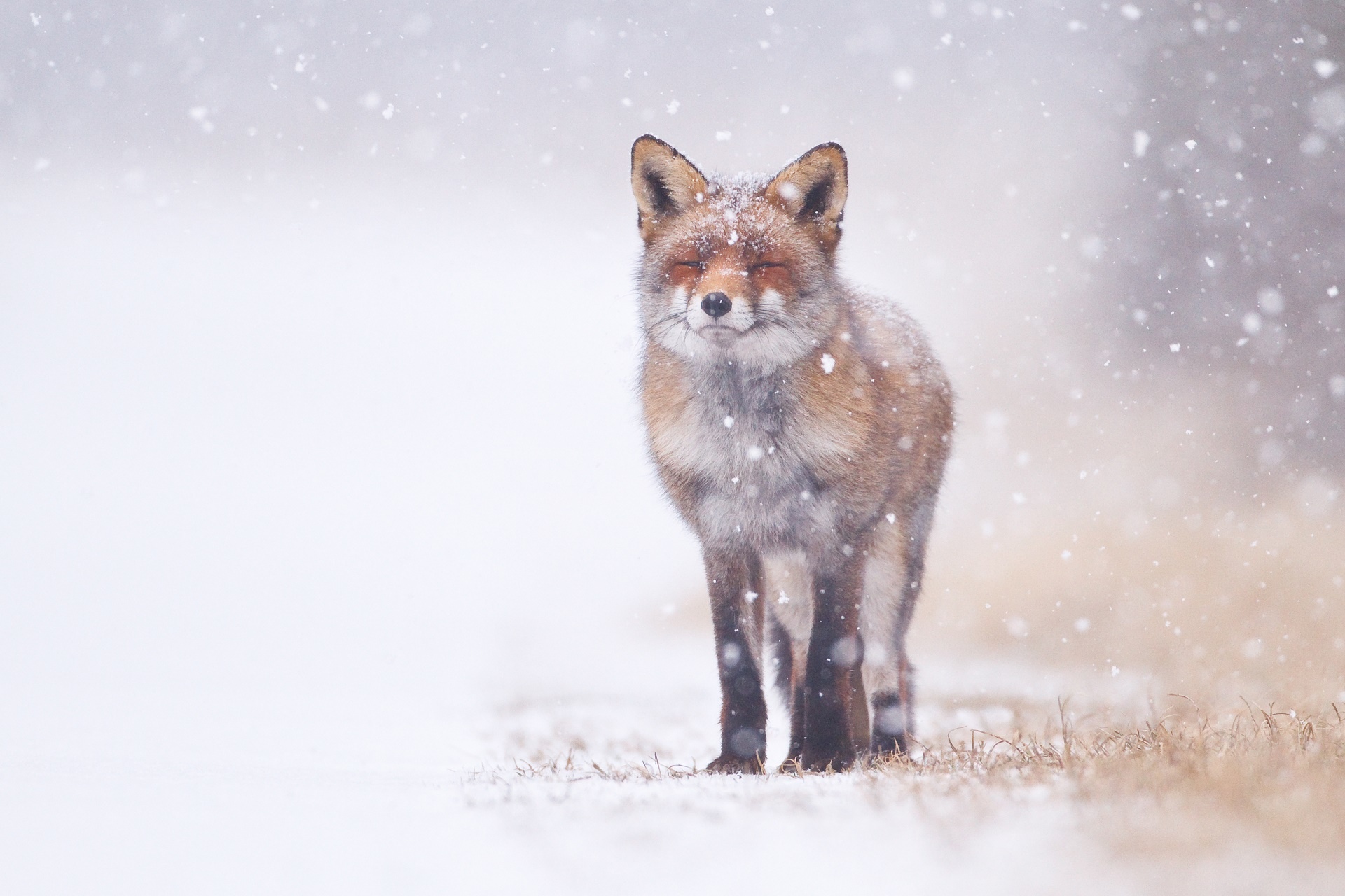Semmi kétség, a rókáknak áll a legjobban a tél