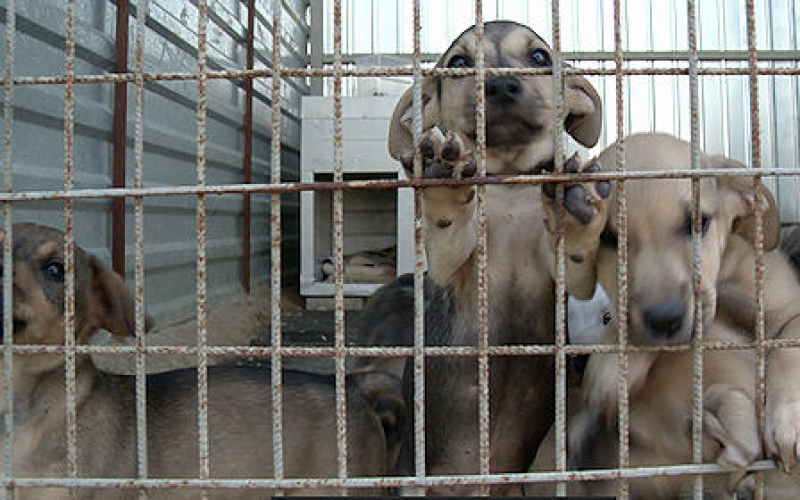 Kigyulladt egy állatmenhely Kiskunlacházán, hatvan kutya elpusztult