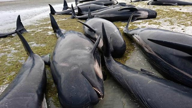 Négyszáz delfin vetette magát partra Új-Zélandon