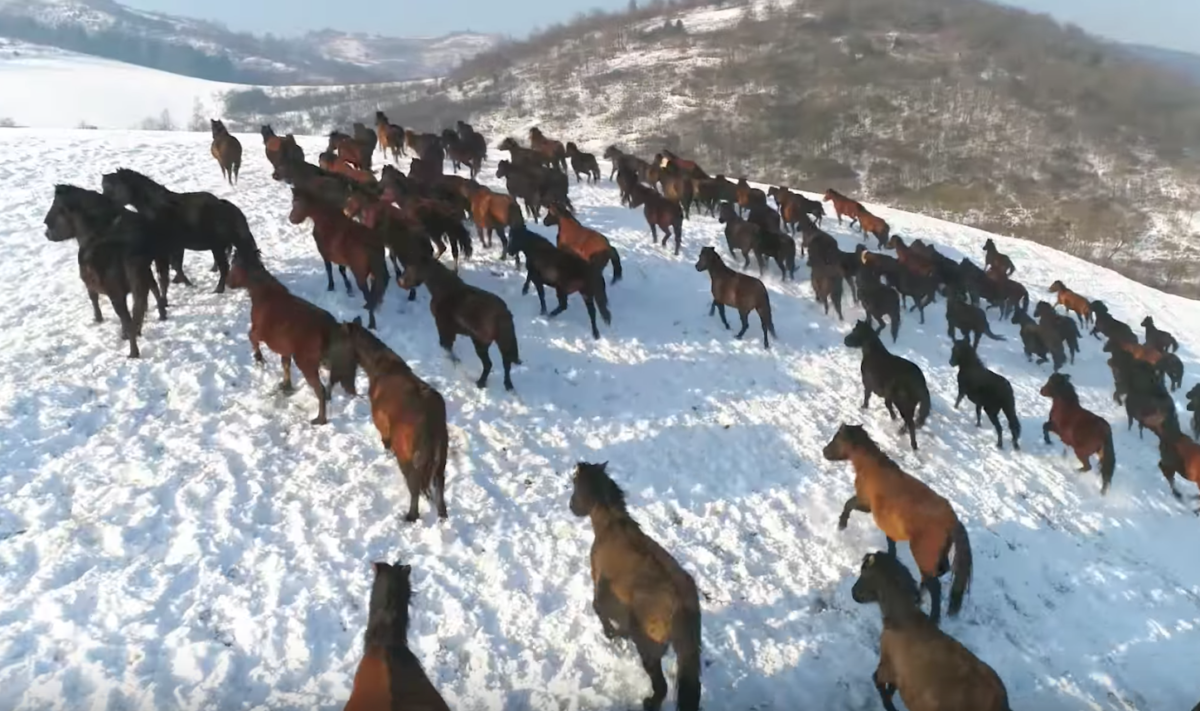 Lenyűgöző videón a hóban vágtázó jósvafői ménes