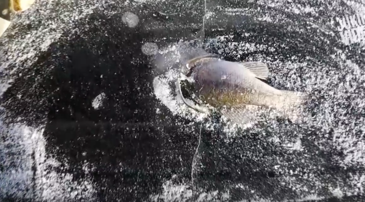 Milliók találgatják, hogyan fagyott ez a hal a jégbe