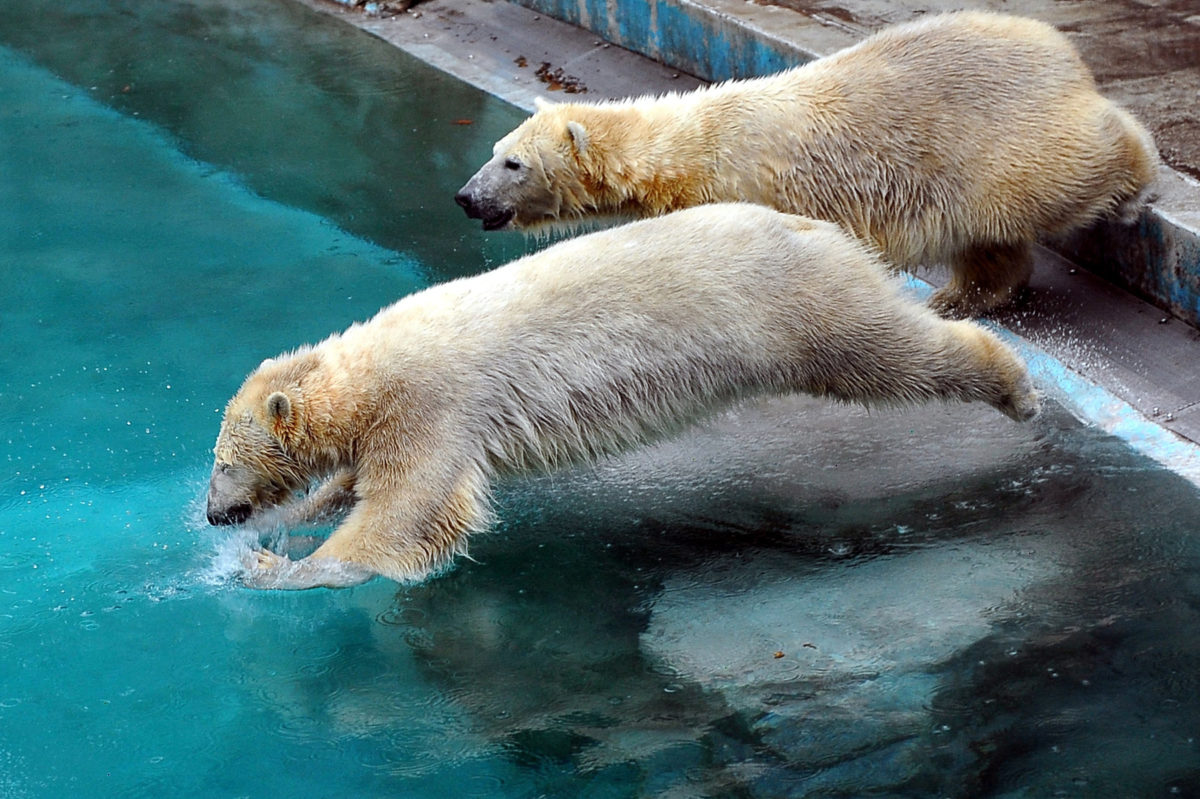 Rögtön hatalmas pancsolásba kezdtek a budapesti állatkert új jegesmedvéi – videó