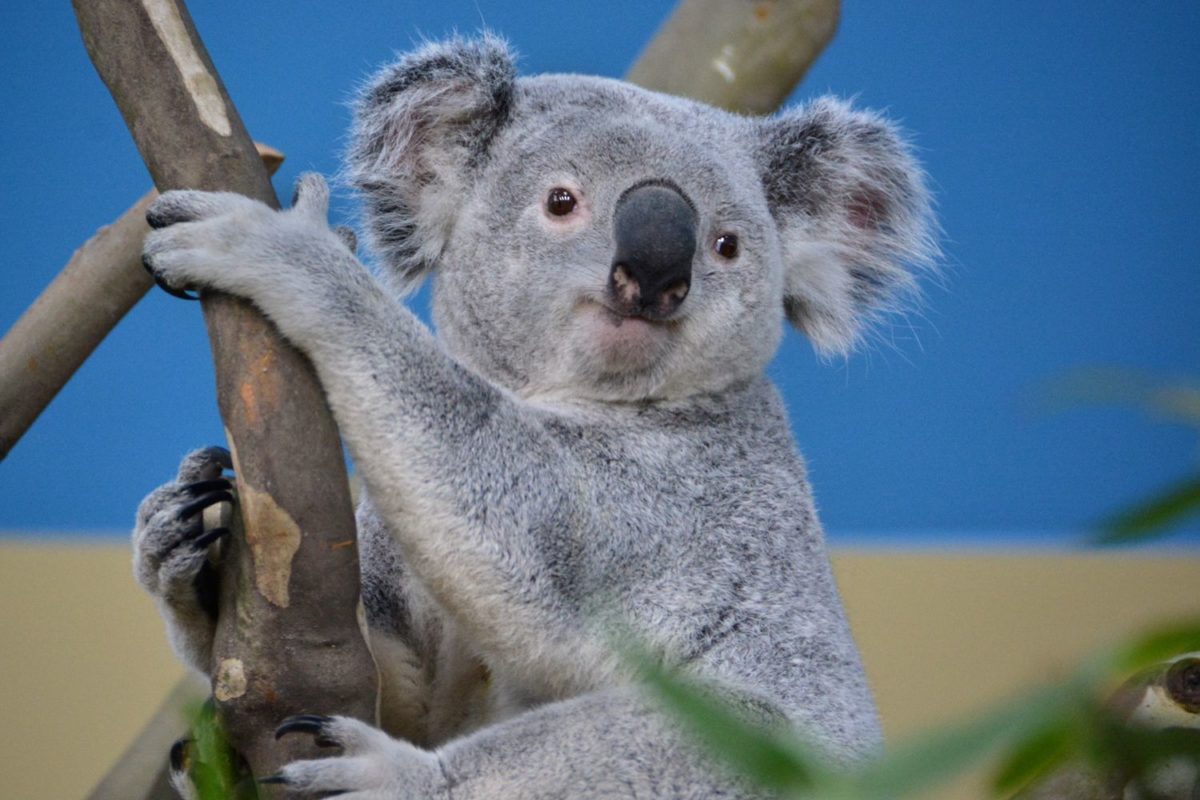 Elaltatták a Fővárosi Állatkert súlyos daganatos koaláját