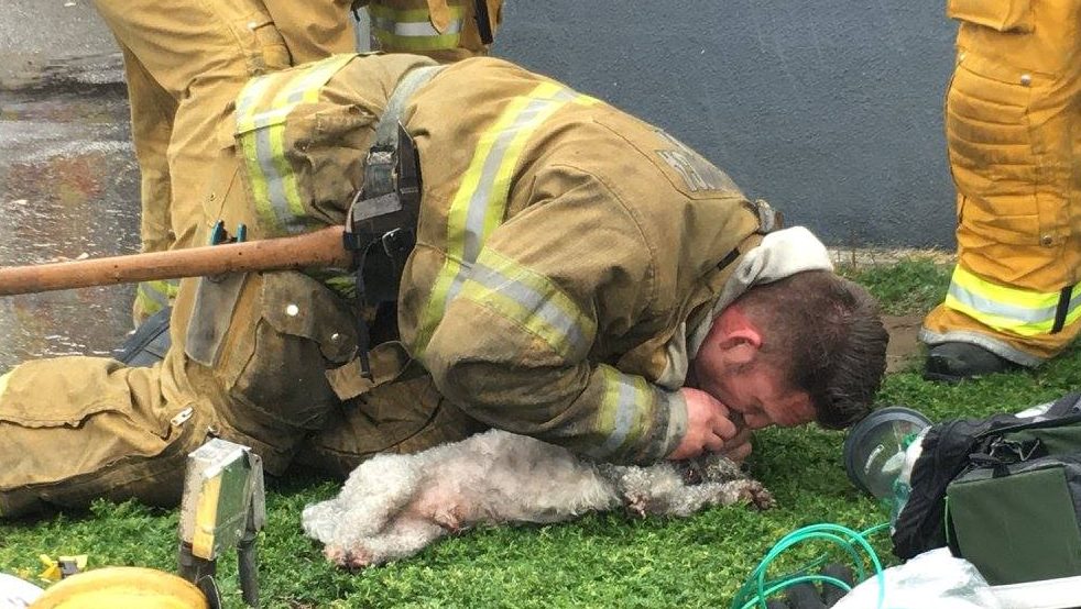 Tűzoltók élesztették újra az égő lakásból kimentett kutyát – videó