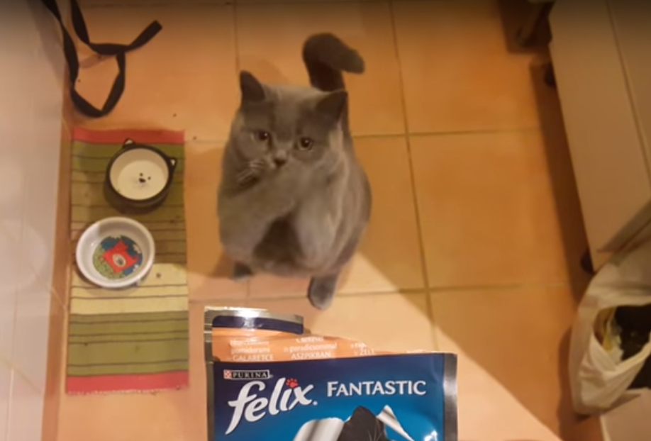 Sztár lett a magyar kunyerálós macska, már 230.000 forintot keresett a gazdájának