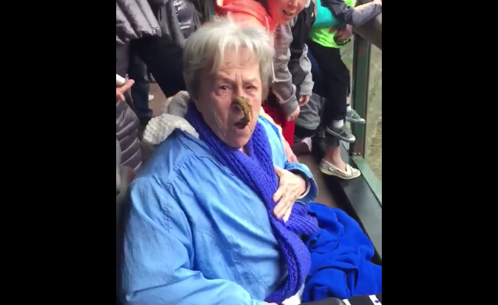 Szarral dobta arcon a nagymamát egy majom az állatkertben
