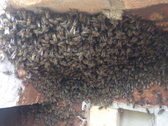 Több ezer méhet találtak egy 18. kerületi falban – videó – Virality.hu