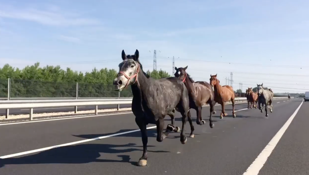 Elszabadult lovak vágtattak az autópályán Paksnál – videó