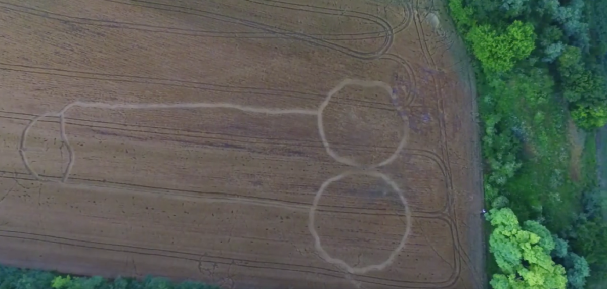 Hatalmas pöcs jelent meg egy gabonatáblában Felcsútnál – videó
