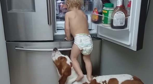 Kutyája hátán hűtőt fosztogató kisfiú bűbájos videójától őrül meg az internet