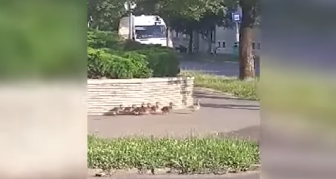 Vadkacsacsalád sétálgatott a szombathelyi belvárosban – videó