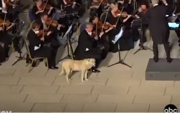 Kutya sétált be a Bécsi Kamarazenekar koncertjére – videó