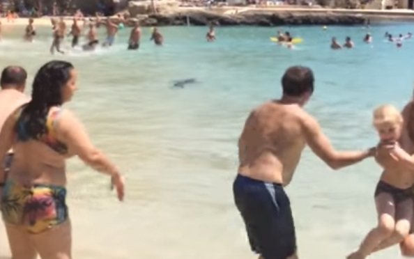Cápa terrorizálta a strandolókat Mallorcán – videó!