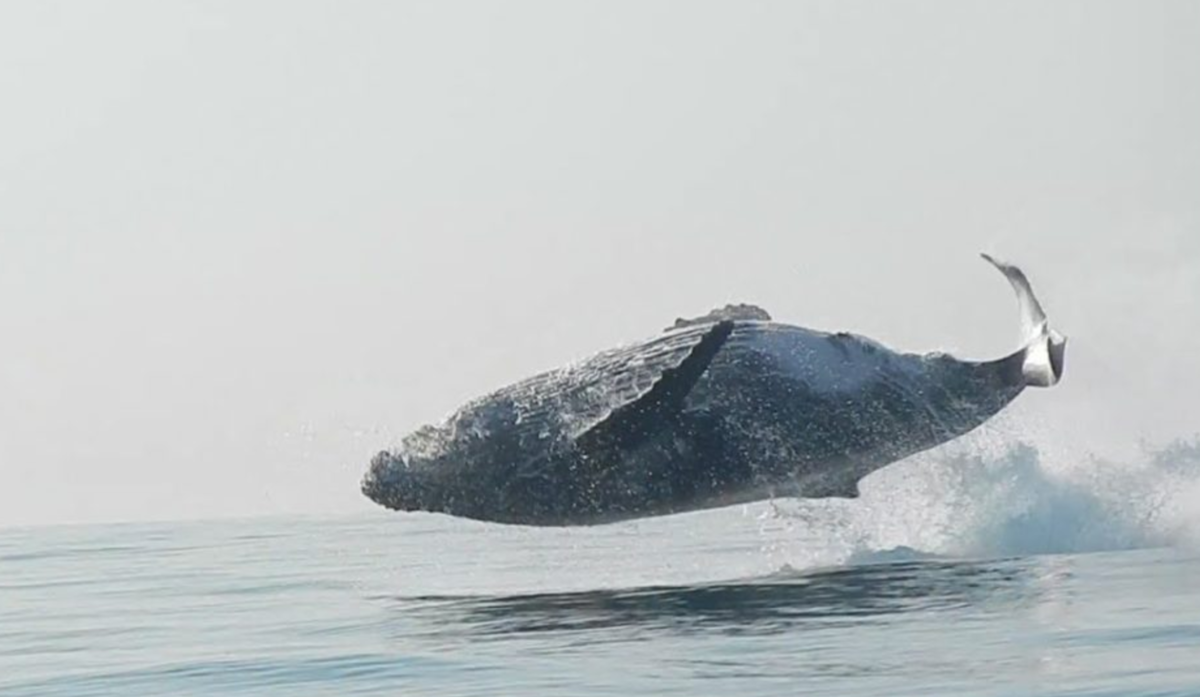 Víz felett repülő hosszúszárnyú bálnát videóztak le