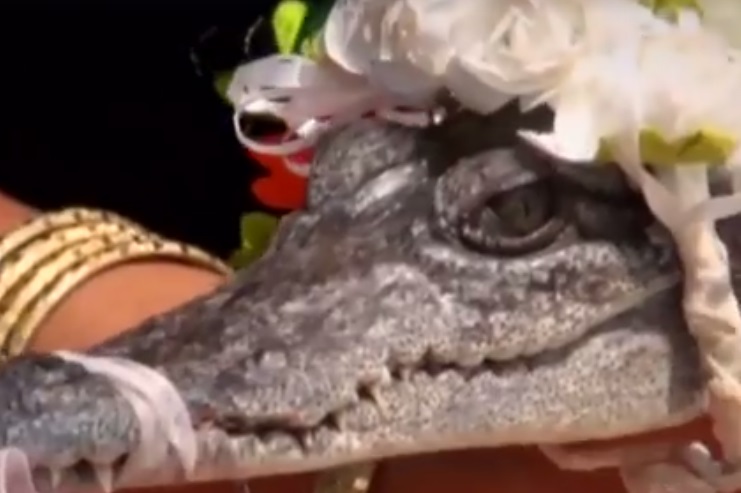 Krokodillal házasodott a polgármester, hogy jobb legyen a fogás