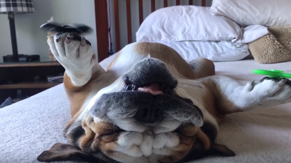 A hanyatt fekve fidget spinnerező bulldognál megnyugtatóbbat ma nem látsz az interneten