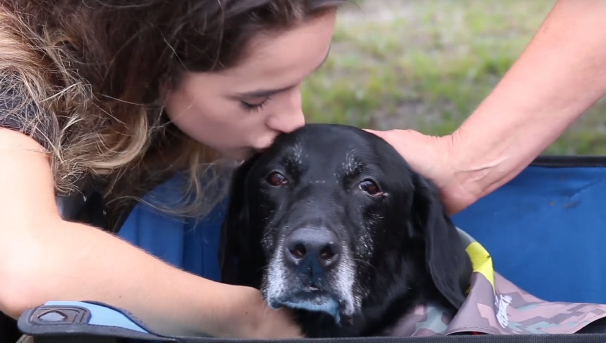 Hősöknek kijáró ceremóniával búcsúztatták a beteg bombakereső kutyát