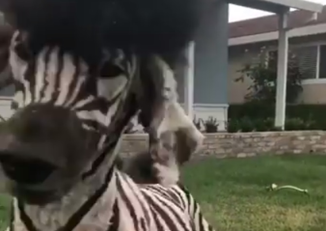 Irtó kajla zebrakutyáért őrült meg az internet