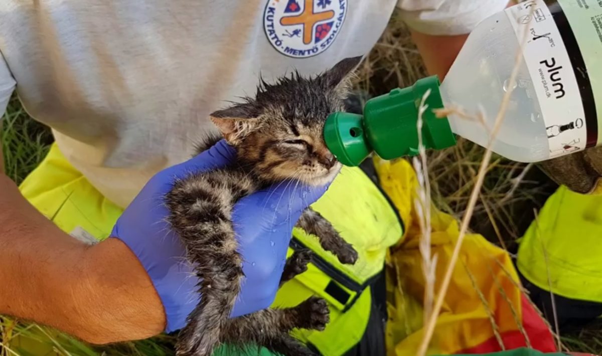 Órákon át küzdöttek a csőbe szorult piliscsabai cicáért, csőkamerával videózták a mentést