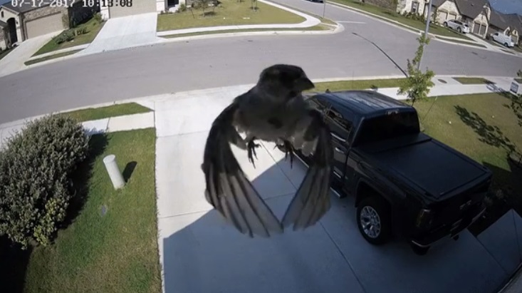 Mágikusan lebegő madár nézett bele a biztonsági kamerába?