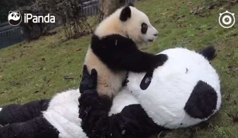 Pandamamának öltözve pandabocsokat ölelgetni a világ legcukibb munkája