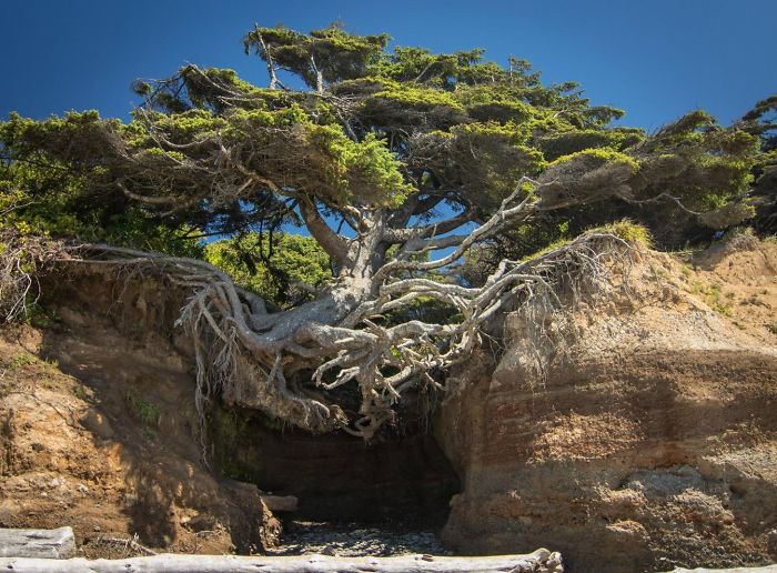 20 elképesztő fa, ami dacol a halállal