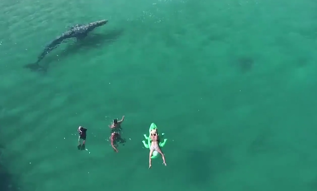 Strandolók közé úszott egy bálna Kaliforniában – videó