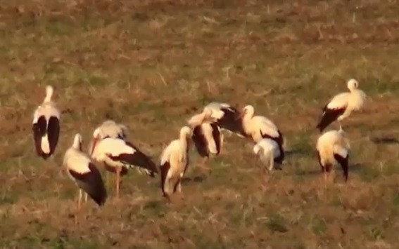 Videó: tömegével gyülekeznek már az Afrikába készülő gólyák Nógrádban