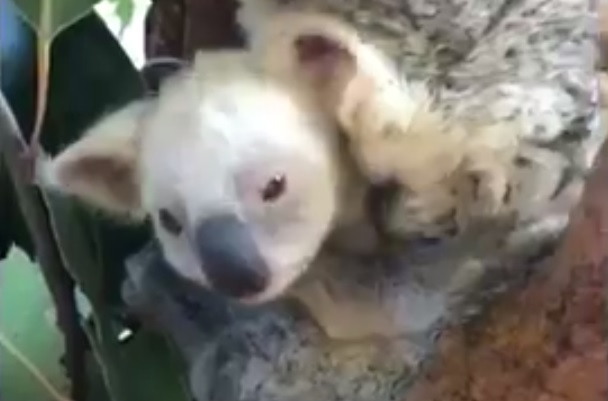 Hófehér koala született egy ausztrál állatkertben – videó