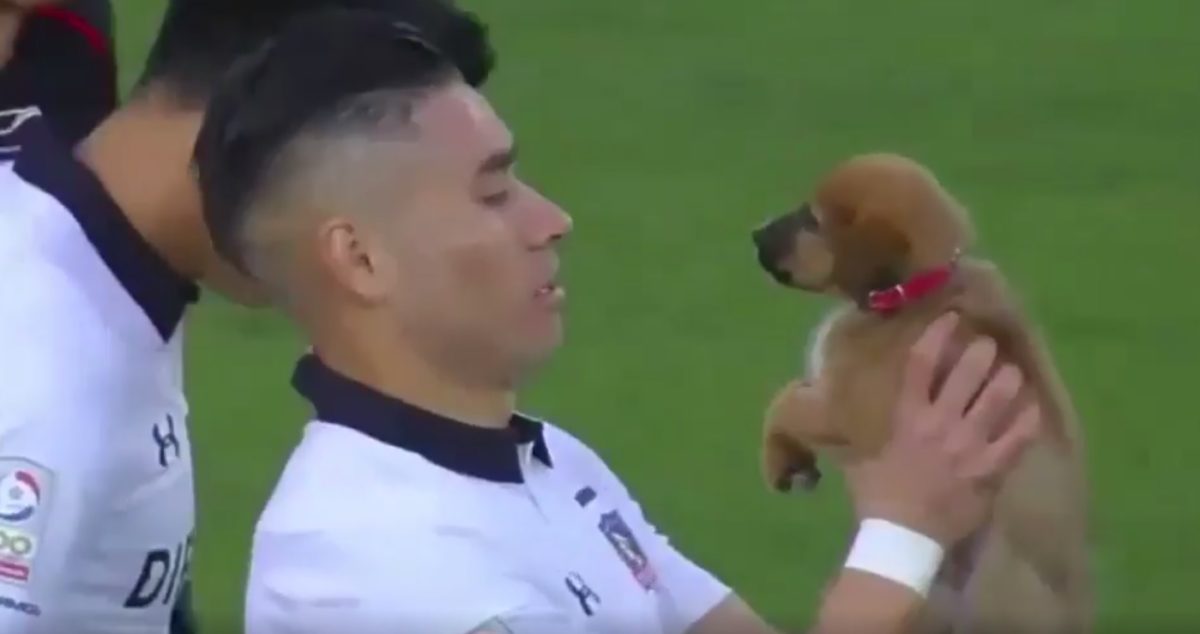Menhelyi kutyákkal vonultak a pályára a focisták – videó