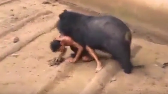 18+: látogatót ragadott el a medve egy thaiföldi állatkerben – videó