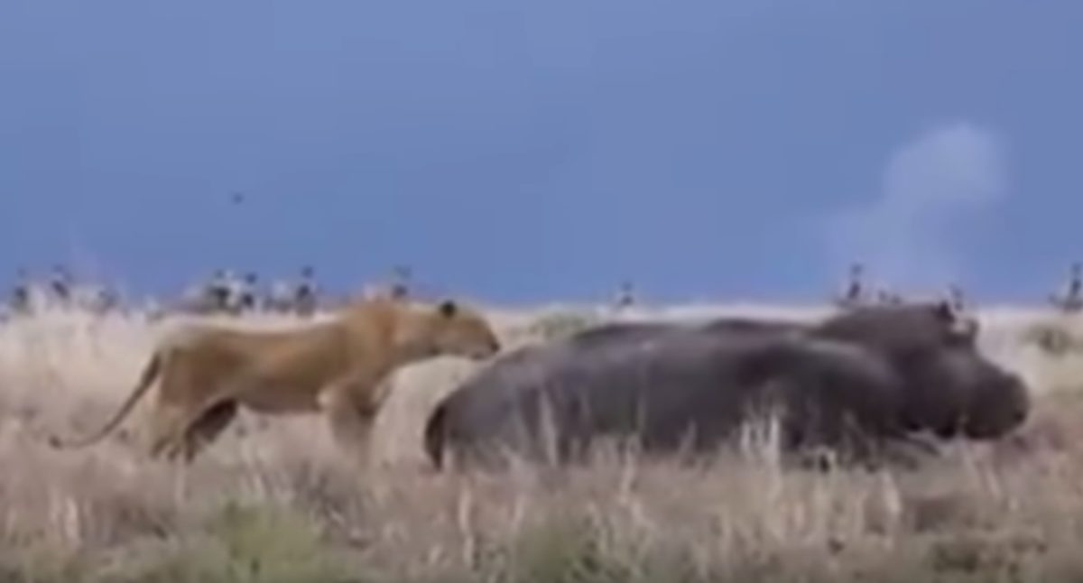 Alvó vizilóra támadt az oroszlán, csúnyán megbánta – videó